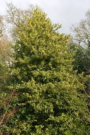 Ever wonder if your cedar tree is dying? Why Has My Tree Or Shrub Died Rhs Gardening