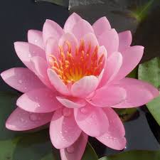 Image result for Nymphaea