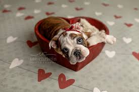 Valentine puppy pictures to create valentine puppy ecards, custom profiles, blogs, wall posts, and valentine puppy these animated pictures were created using the blingee free online photo editor. Newborn English Bulldog Puppy Photos For Valentine S Day Popsugar Pets