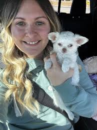 New Chihuahua Owner Seeks Advice