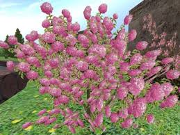 Discover 21 different flowering trees for your landscape. Second Life Marketplace Mature Hydrangea Pink One Of The Items From Our Summer Flowers Plants Trees Shrubs And Landscaping Section