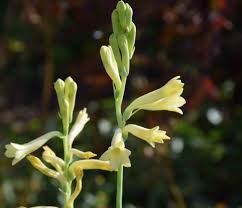 Image result for Polianthes tuberosa