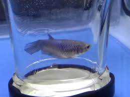 Do Female Betta Always Have Eggs In Them Or Is The Breeding Process Season My Aquarium Club