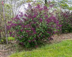 What is a reblooming lilac? How To Grow And Care For Bloomerang Lilac