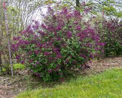 How To Grow And Care For Bloomerang Lilac
