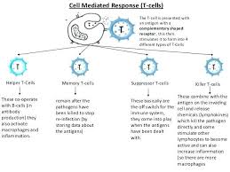 Immune System Response Chart Www Bedowntowndaytona Com