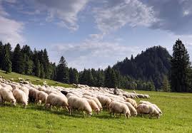 Wiosenny redyk oraz niezapomniana majówka - odkryj magię Szczawnicy i Palenicy w długi weekend