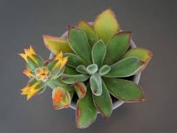 They do flower and the flowers are amazing! How To Grow And Care For Echeveria Pulvinata Succulent Successfully Florgeous