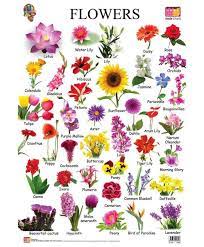 Jenis jenis dan macam macam dan nama bunga. Jenis Nama Bunga Ibrahim Majid Nursery Facebook
