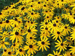 It does flower however during the months of june through september. 12 Beneficial Plants That Attract Dragonflies To The Garden Insteading