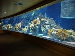 Live Environment In 2020 Aquarium Underwater Environment