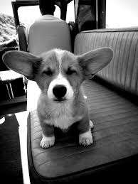 Adorable Black And White Corgi Puppy Corgis Everywhere Corgi Cute Corgi Cute Animals