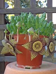 So, hey….how's it goin' there, you and your cactus? Orbea Variegata Starfish Plant World Of Succulents
