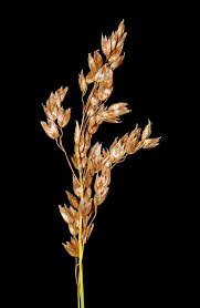 Image result for Anthoxanthum nivale