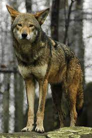 Red Wolf Rare Animals Red Wolf Endangered Animals