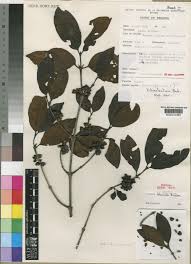 Image result for Pyrostria