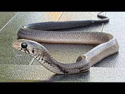 Pin By Katelynn Waters On Reptiles Feeding Time Reptiles Animals