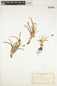 Image result for Hypoxis angustifolia