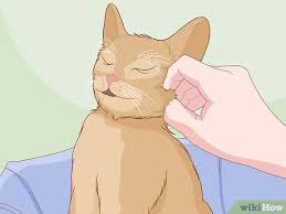 Kedi Nasil Sevilir 15 Adim Resimlerle Wikihow