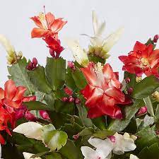 In order to initiate flowering, christmas cacti need prolonged periods of darkness in the weeks leading up to the blooming season. Christmas Cactus 101 Care Essentials Plants Com