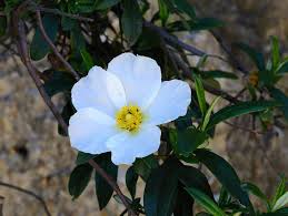 Identifying shrubs is easy in the spring, when those that produce flowers do so. Cistus Wikipedia