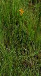 Image result for Platycoryne buchananiana