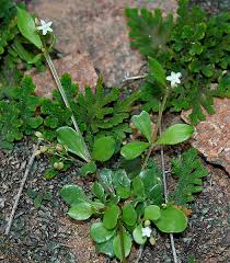 Image result for Selaginella molliceps