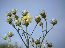 Image result for Erythrocephalum decipiens