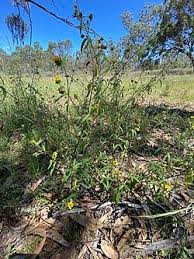 Image result for Sigesbeckia orientalis