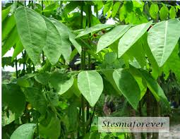 Ms makanan yang dikumpul dalam batang pokok oak kita tidak akan cukup untuk membawa kita melalui musim sejuk. Li Na Herbs Cekur Manis