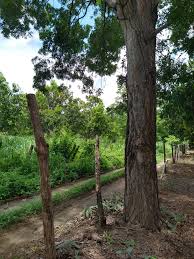 Image result for Swietenia