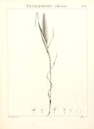 Image result for Tetrapogon tenellus