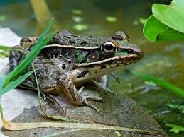 Image result for Leptochloa obtusiflora