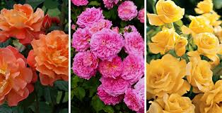 A constant performer in all climates in shrub borders, mass plantings, or on the fringe of natural areas. The Ultimate Rose Guide English Gardens