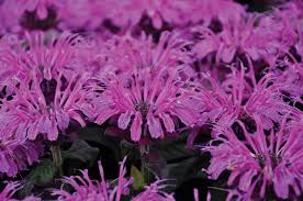 Image result for Monadenium laeve