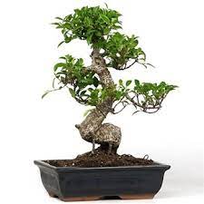 Help My Bonsai Is Dying Bonsai Empire