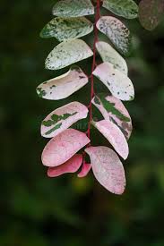 Image result for Breynia disticha