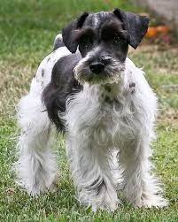Schnauzer Schnauzer Puppies Miniature Schnauzer Breeders Mini Schnauzers Schnauzer Lap Dogs Dog Pin