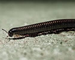 Typically, centipedes will be found in areas of high moisture. Millipedes