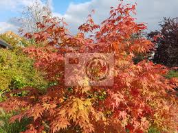 Reasonably resistant to pests & diseases. Faecherahorn Herbst Acer Palmatum Osakazuki Japonicum Fototapete Fototapeten Colorfulness Breitblattrigen Baum Herbstlaub Myloview De