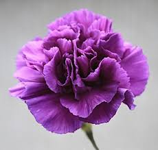 They have a very exotic look, usually a white dominant. 15 Most Popular Flowers In The World Herinterest Com