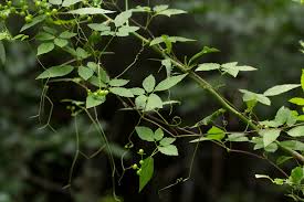 Image result for Cayratia