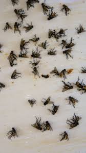 Tout comme les éléments précédents, l'oignon peut s'avérer précieux pour lutter contre l'invasion des mouches. Un Melange De Lait Poivre Et Sucre En Poudre