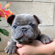 Check spelling or type a new query. Wigglebutz Frenchie Puppy For Sale Near Me Puppies With Blue Eyes Frenchie Puppy Frenchie Puppies For Sale