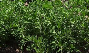 Vigourously growing lentil plants with adequate space will produce two or more primary shoots from the base of the stem. Growing Lentils Protein Packed Legumes Epic Gardening