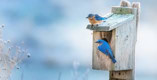 Find more bird houses plans or discover more ideas on nesting boxes and bird feeders. 13 Free Birdhouse Plans Easy Pdf Video Instructions Bird Watching Hq