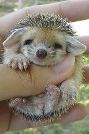 Here S Your Weekly Dose Of Cute 39 Cute Wild Animals Baby Animal Videos Baby Animals Funny