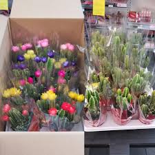 They typically correspond to love and romanticizing someone, so they're. I Work At Cvs We Get Sent Cacti With Flowers Glued On Twice A Year Twice A Year I Prick Myself Taking The Flowers Off Houseplants