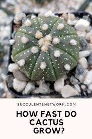 Growing cacti from seed is a little more difficult, and requires a little more patience than many other kinds of seeds. How Fast Do Cactus Grow Growing Cactus From Seed Succulent Fertilizer Cactus
