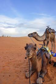 How to find the best cheap parking in philadelphia: Camping In Morocco Experience An Incredible Sahara Desert Luxury Camp This Darling World
